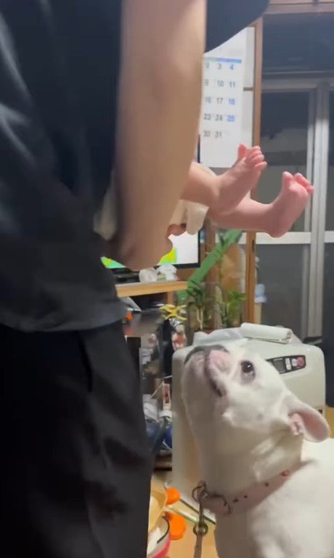 コロちゃんと赤ちゃんの初対面2