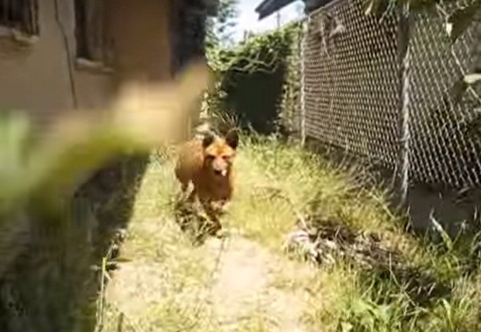 向かってくる犬