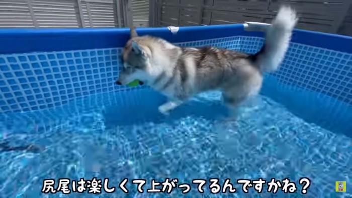少し水に慣れたもんちゃん