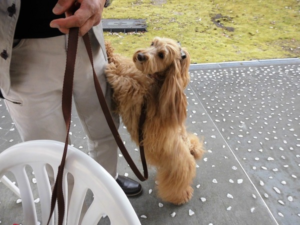 飼い主に寄りかかる犬