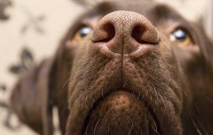 上を見つめる犬の顔アップ