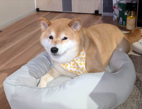本来