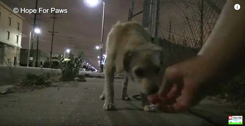 手から食べる犬