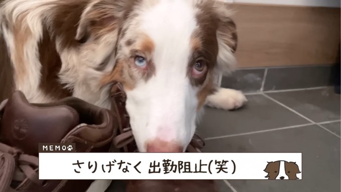 靴に覆いかぶさる犬