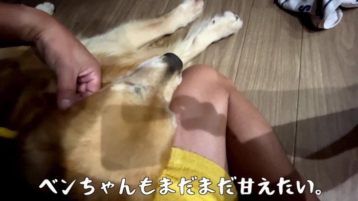 赤ちゃん帰りしたベンツくん