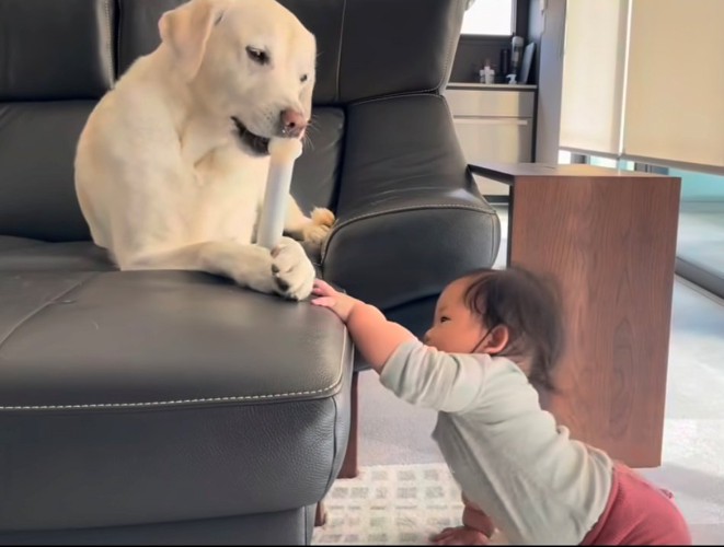 犬の方へ手を伸ばす赤ちゃん