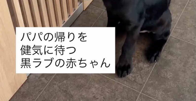 生後3ヶ月の赤ちゃん犬です