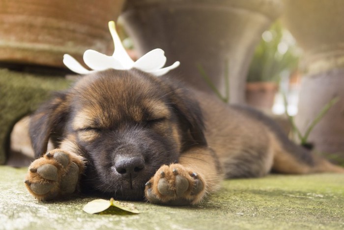 気持ちよく眠る犬の肉球