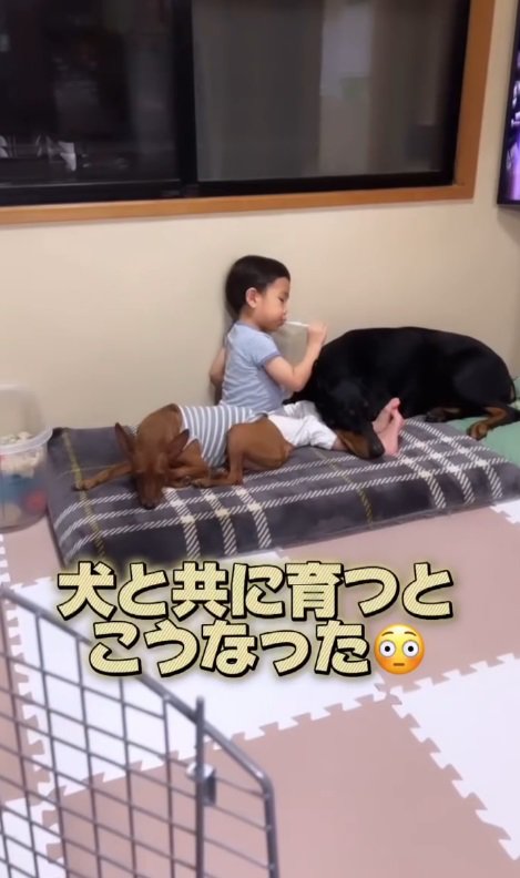 犬たちと一緒に育ったら…