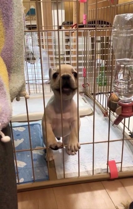 柵に手をかけるふく丸くん