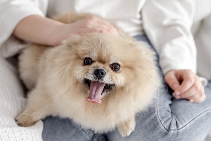 膝の上で笑顔の犬