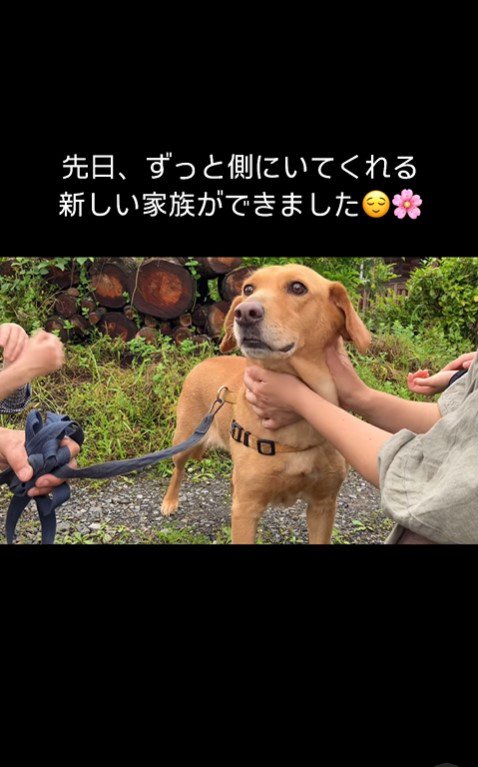 ハナちゃんと家族の出会い2