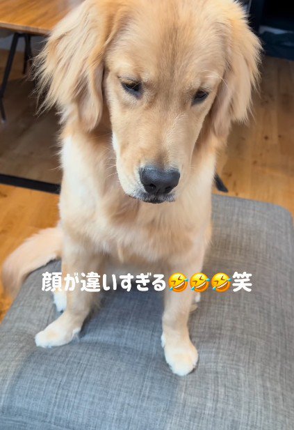 表情豊かな姿にホッコリ