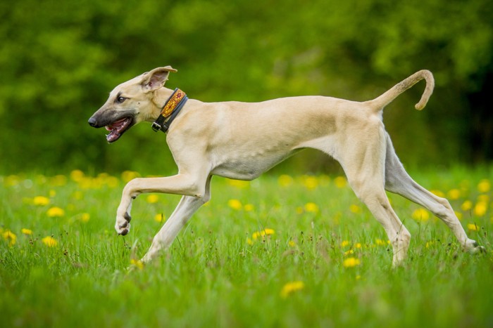 原っぱを楽しそうに走るスルーギの子犬