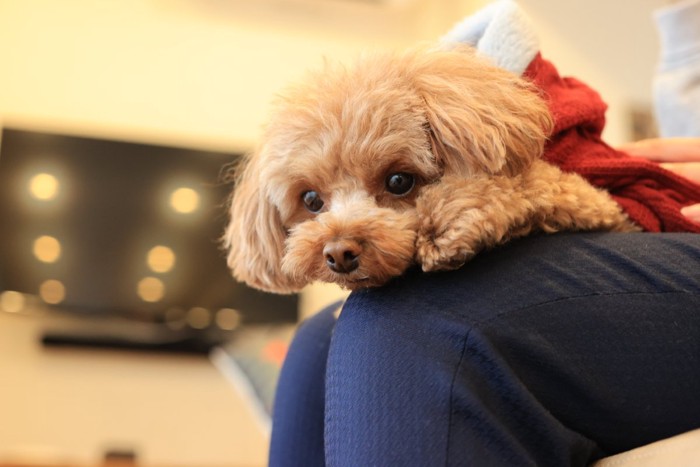 膝の上でくつろぐ犬