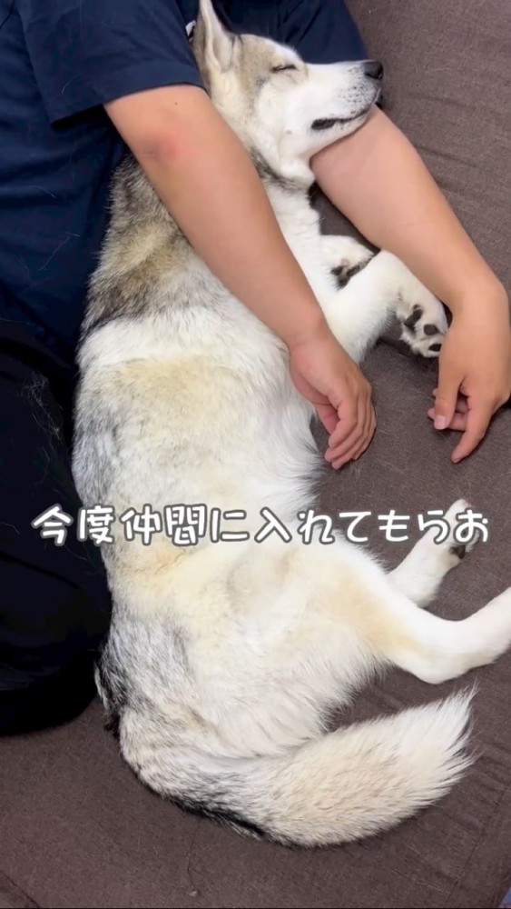 横向きで寝るハスキー