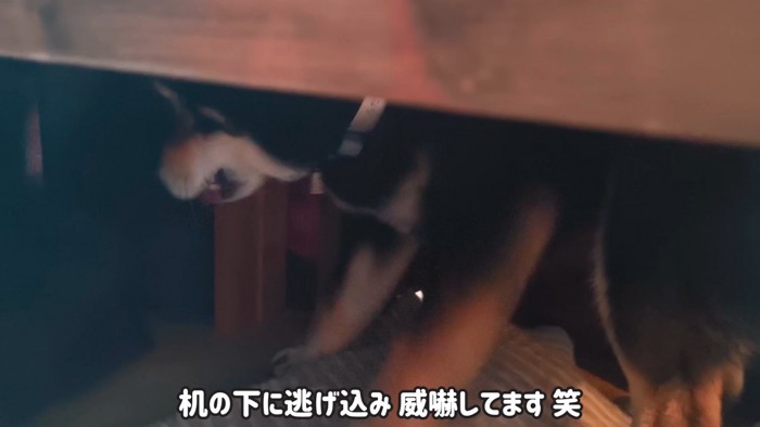 机の下に隠れてしまいました