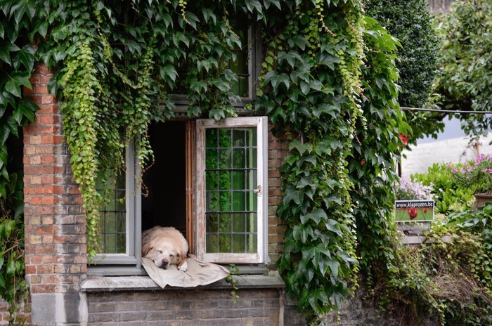 窓から顔を出して眠る犬