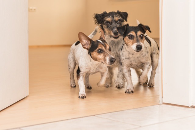 室内にいる複数の犬