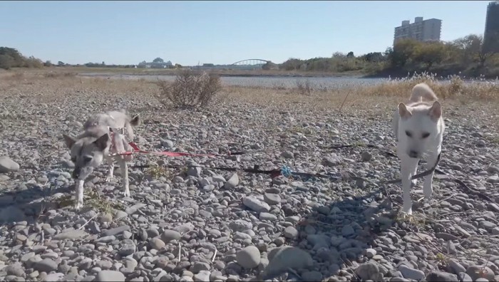 カメラの方へ歩いて行く2匹の犬