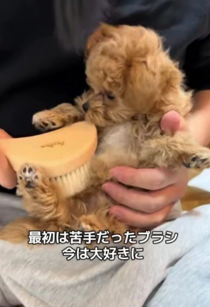 ブラッシングが大好きに♪
