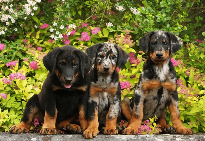 ボースロンの子犬たち