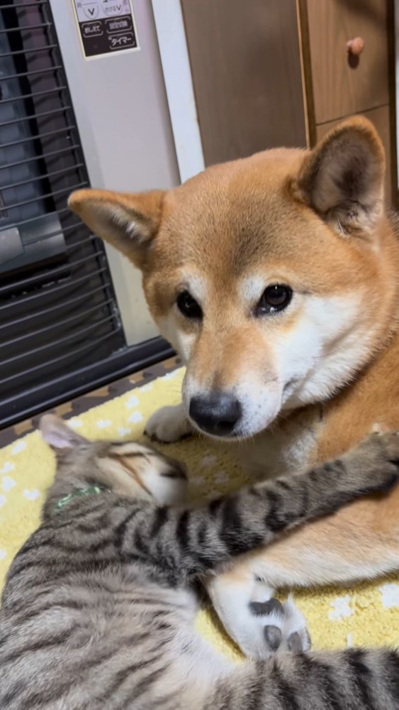 猫に甘えられながら、カメラに視線を送る犬