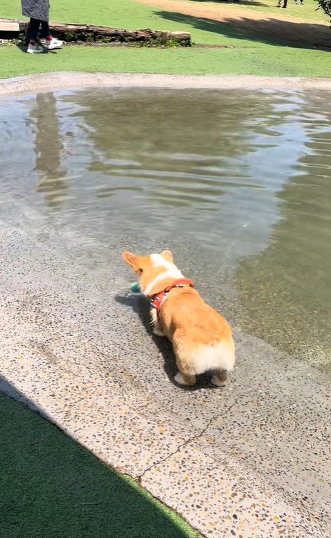 ボールを水に落としたリッツくん2