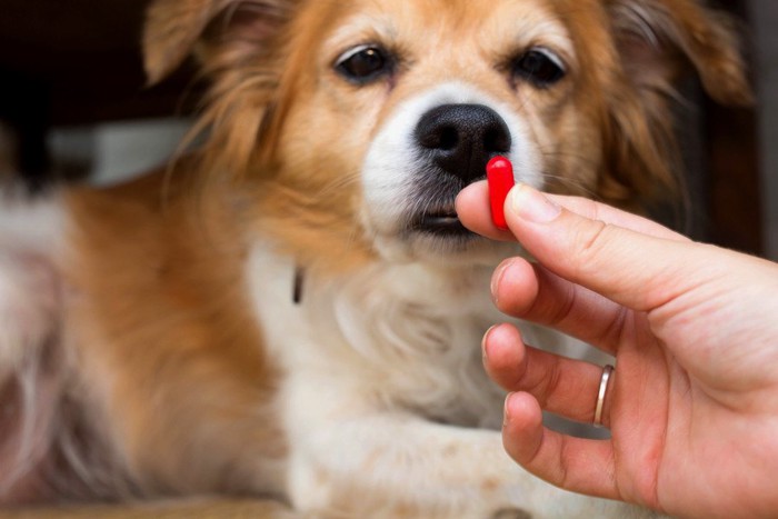 犬とカプセル型の薬