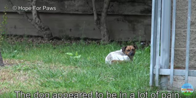 草地にうずくまる犬