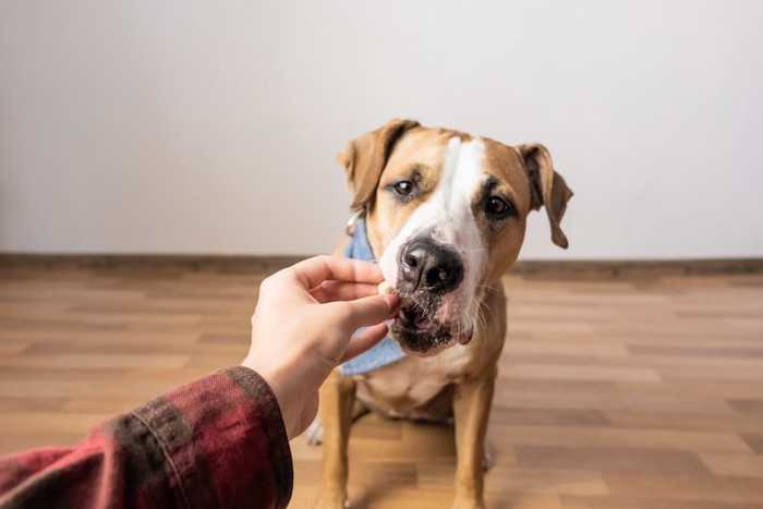 飼い主の手からおやつを食べる犬