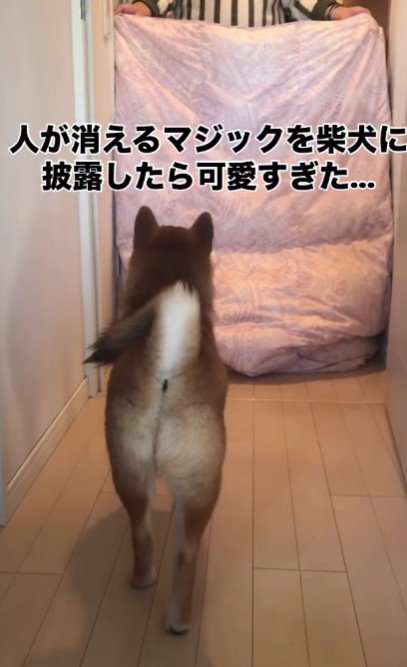マジックを披露