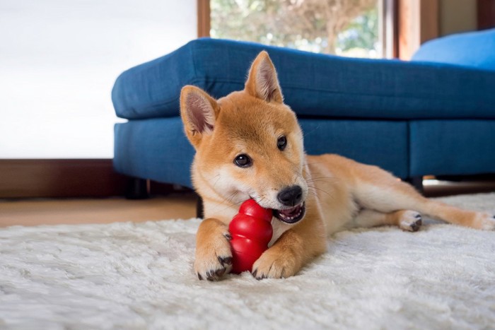 コングで遊ぶ柴犬