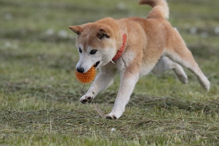 ボールをくわえて走っている柴犬