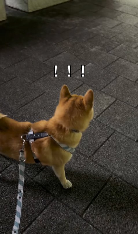 お姉ちゃんを見つけた小型犬