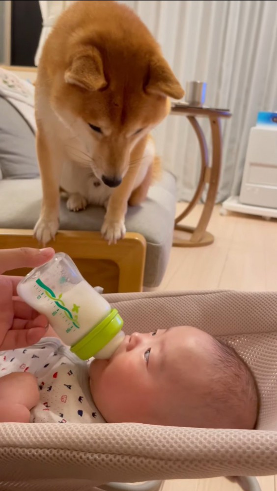 赤ちゃんを覗き込む犬