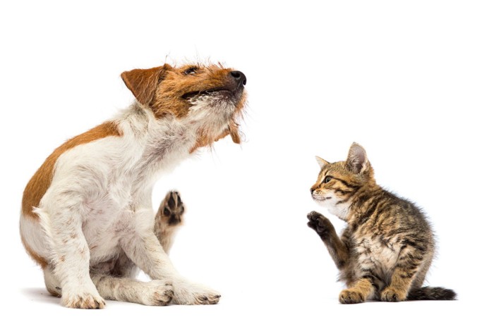 体を掻いている犬と猫