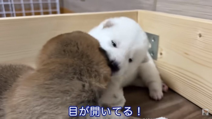 目が開いた子犬