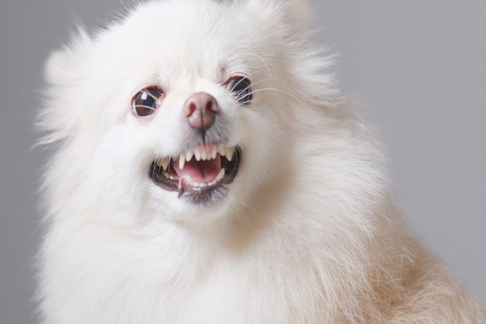 威嚇する犬