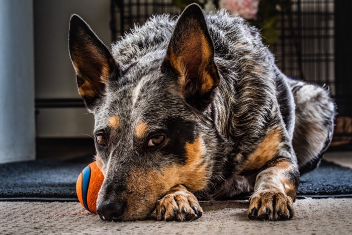 悲しげな表情で床に伏せるオーストラリアンキャトルドッグ