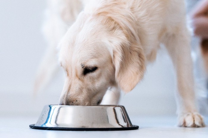 ドッグフードを食べる犬