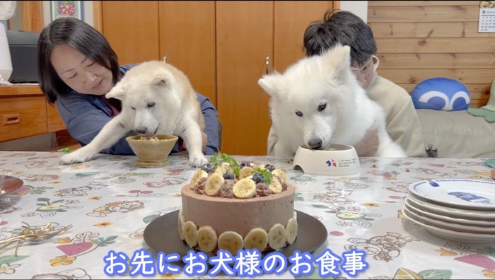 飼い主に支えられながら皿に入ったご飯を食べる犬