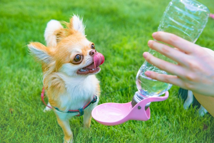 水を飲む小型犬