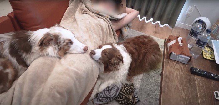 飼い主の体の上にアゴを乗せて伏せをする2匹の犬