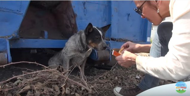 食べ物を見つめる犬