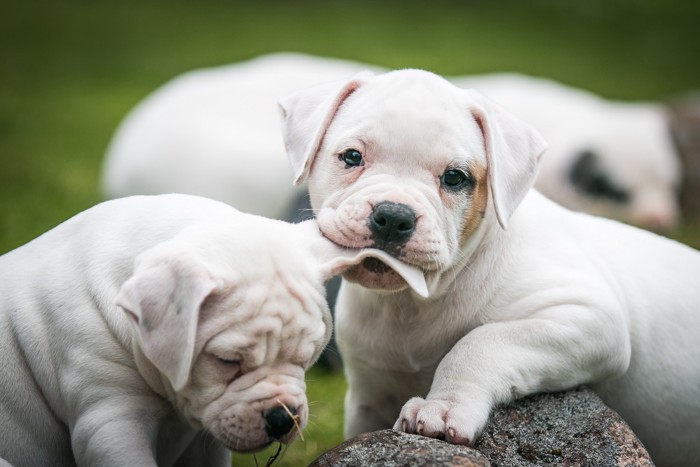 じゃれ合うアメリカン・ブルドッグの子犬たち