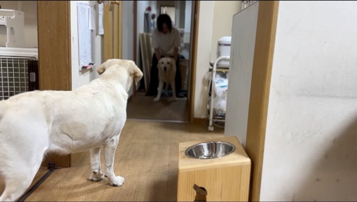 女性に引きずられてお風呂場に向かう犬と、それを見送るもう一匹の犬