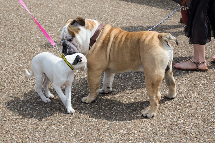 ニオイを嗅ぎ合うブルドッグと子犬