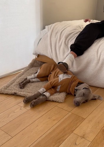 寝室で眠る犬