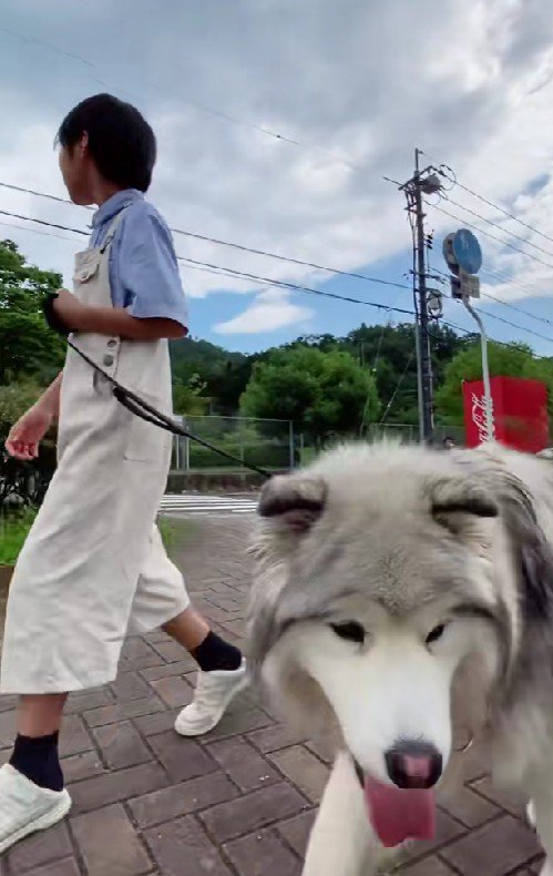 大型犬の扱いに慣れている